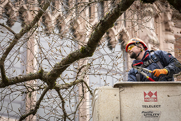 man in cherry picker examines the branches of a cherry tree